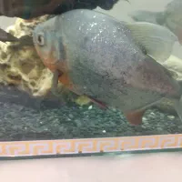 ماهی پیرانا گوشت خوار