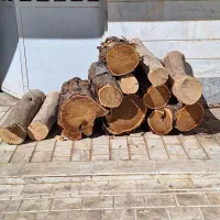 فروش چوب سنجد و چنار
