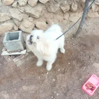 فروش پاپی|سگ|لردگان, |دیوار