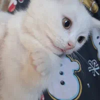 گربه