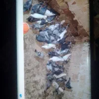 آلمانی و رنگه