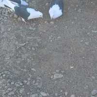 پشتدار|پرنده|بشاریات, |دیوار