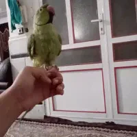 طوطی ملنگو نر|پرنده|زابل, |دیوار