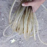 ریسه شلنگی