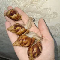 فروش حلزون جوجه پیش مولد مولد سوپرمولد