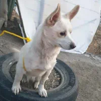 سگ نژاد اسپیتز ۲ ساله