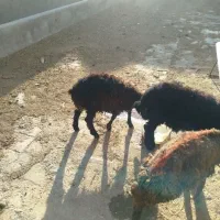 سه راس بره خوارک خور