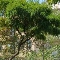 ۱۰۰ متر کلنگی ظفر دلیری با دستور نقشه