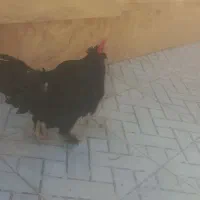 معاوضه خروس مرندی با مرغ