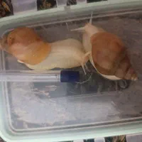 حلزون آرایشی آلچینو