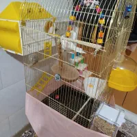 عروس هلندی آلوبینو|پرنده|اقبالیه, |دیوار