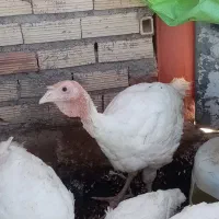 بوقلمون