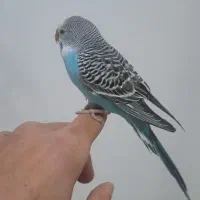 مرغ عشق|پرنده|ایلام, |دیوار