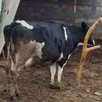 گاوشیری سرسینه پرشیربالای چهل کیلوشیردرشت سالم