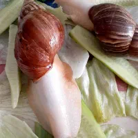 حلزون آلبینو (معجزه ی جوانسازی پوست)|آرایشی، بهداشتی، درمانی|اصفهان, نقش جهان|دیوار