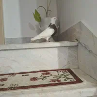 کبوتر|پرنده|کرمانشاه, |دیوار