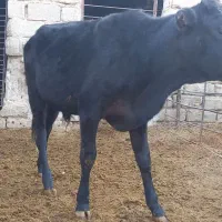 اهواز  رامشیر|حیوانات مزرعه|رامشیر, |دیوار