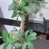 مرجان هلندی|گل و گیاه طبیعی|محمدیه-قزوین, |دیوار