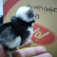 مرغ کرچ خریدارم