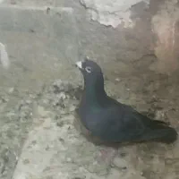 کفتر شب بازی|پرنده|فسا, |دیوار