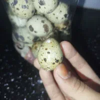تخم بلدرچین