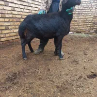 فروش 3عدد میش یا گوسفند|حیوانات مزرعه|حلب, |دیوار