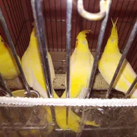 جفت مولد لوتینو زرد