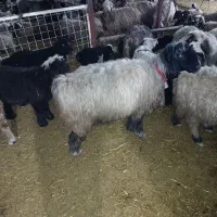 میش بره|حیوانات مزرعه|مرودشت, رودبال|دیوار