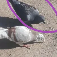 کبوتر گمشده