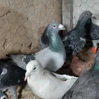 ۳۰تا کفتر بوم زدوخوردی تبعیدی|پرنده|مشهد, کوشش|دیوار