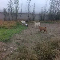 بز با بزغاله