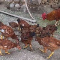 جوجه محلی