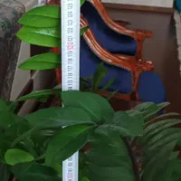 زاموفیلیا|گل و گیاه طبیعی|تبریز, |دیوار