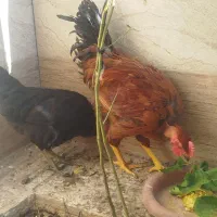 مرغ گردن لخت