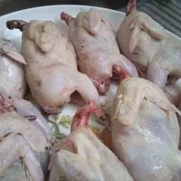 بلدرچین آماده و پاک کرده(گوشت بلدرچین)