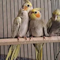 پرنده عروس