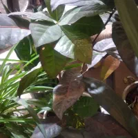 گیاهان طبیعی آپارتمانی وباغی|گل و گیاه طبیعی|شاهین‌شهر, بانک استان|دیوار