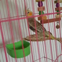 عروس هلندی با قفس بزرگ و زیبا و یک قفس کوچک رایگان