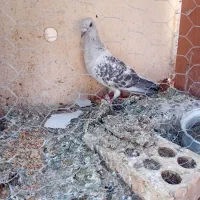 ماده بدرنگ شامی خوشکل