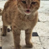 بچه گربه سه ماهه