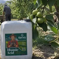 باغدار گردو قبل پایان آبیاری امسال فرصتواز دست نده