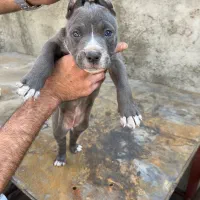 توله پیت بول