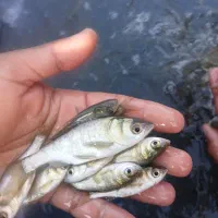 بچه ماهی|ماهی|شوشتر, |دیوار