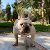 سگ فرنچ بولداگ ماده اگزوتیک