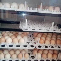 تخم مرغ نطفه دار|حیوانات مزرعه|شیراز, گل سرخ|دیوار