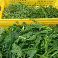 سبزی پاک شده شسته شده|خوردنی و آشامیدنی|کرج, شهرک سهرابیه|دیوار