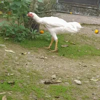 خروس لاری اصیل