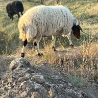 گوسفند (قوچ)|حیوانات مزرعه|زاویه, |دیوار