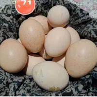 تخم طاووس