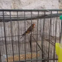 سهره قناری ماده آماده